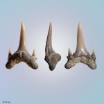 Eostriatolamia