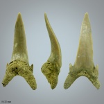 Palaeohypotodus(?) / Gluekmanotodus(?)