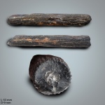 Ростр Cylindracanthus sp.
