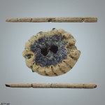 Ростр Cylindracanthus  rectus (?)