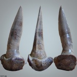 Верхний клык Enchodus faujasi Agassiz
