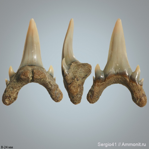маастрихт, Palaeohypotodus, Волгоград, Palaeohypotodus bronni