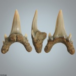 Palaeohypotodus bronni (Agassiz, 1843)