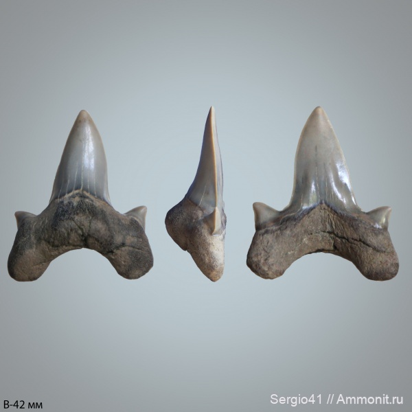 палеоген, зубы, акулы, Otodus