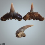Synechodus faxensis Davis, 1890