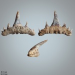 paraorthacodus (andersoni (Case, 1978)?)