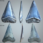 Carcharodon carharias (Большая белая) / Palaeocarcharodon cf. Orientalis
