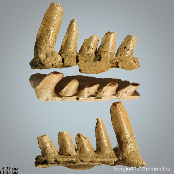 рыбы, маастрихт, челюсти, Enchodus, Волгоград
