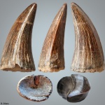 Зуб Mosasaurus Hoffmanni