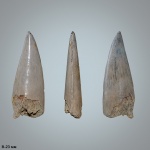 Protosphyraena