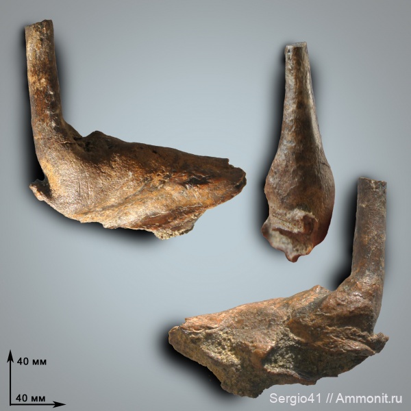рыбы, зубы, маастрихт, Enchodus, Волгоград, Maastrichtian, Enchodus faujasi