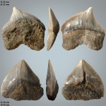 Squalicorax pristodontus