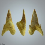 Dwardius (?)