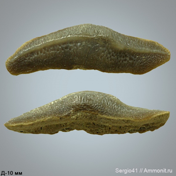 акулы, кампан, Heterodontus, Волгоград, Campanian, Cretaceous