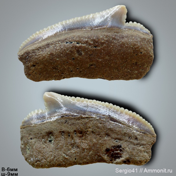 мел, Squalicorax, кампан, Волгоград, Campanian, Cretaceous, Squalicorax cf. kaupi