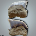 Squalicorax cf. kaupi боковой