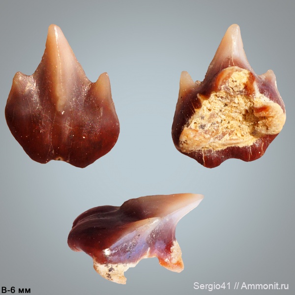 мел, зубы, акулы, маастрихт, Plicatoscyllium, Maastrichtian, Cretaceous