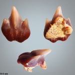 Plicatoscyllium cf. minutum