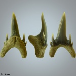 Palaeohypotodus bronni (Agassiz, 1843)