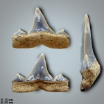 Cretolamna appendiculata (Agassiz, 1843)