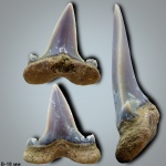Cretolamna appendiculata (Agassiz, 1843)