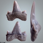 Cretolamna sarcoportheta