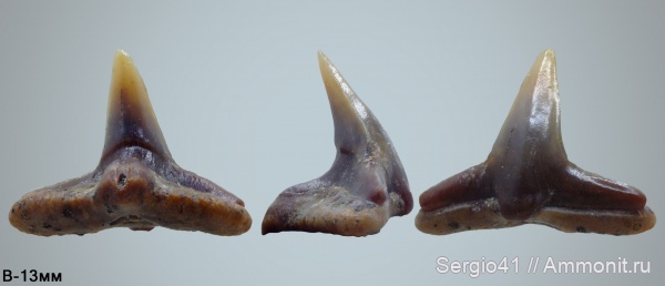 акулы, маастрихт, Squatina, Волгоград, Squatina hassei, Maastrichtian