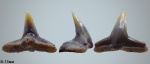 Squatina sp.