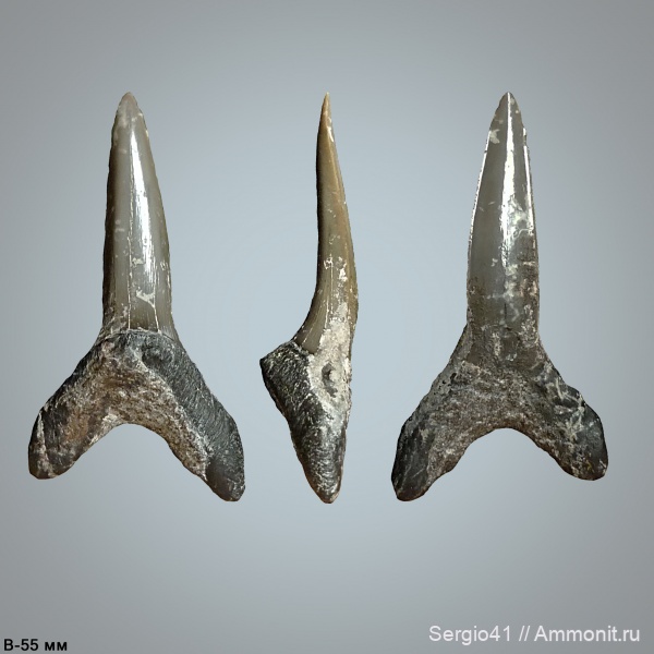 эоцен, зубы акул, Striatolamia, Striatolamia macrota, верхний эоцен, Волгоград, Upper Eocene, shark teeth