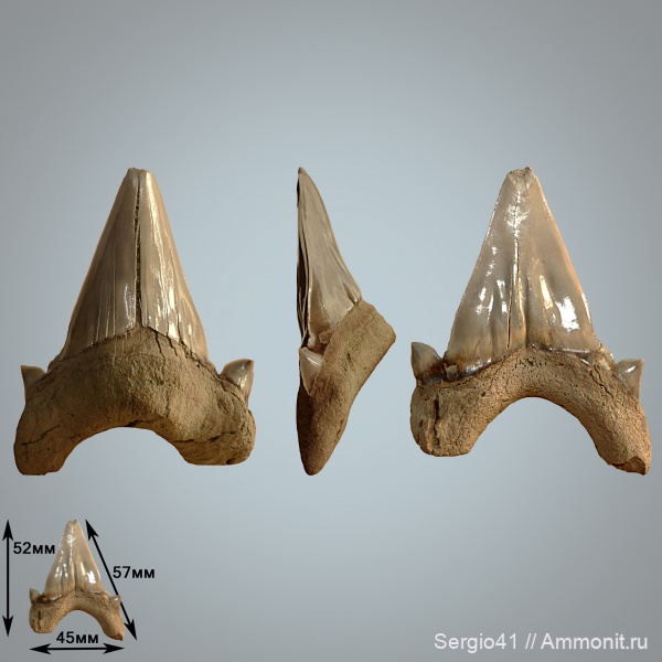 палеоген, палеоцен, Otodus, Волгоградская область, Волгоград, даний, otodus naidini, Paleocene, Danian, Otodus limhamnensis, Otodus minor turkmenicus