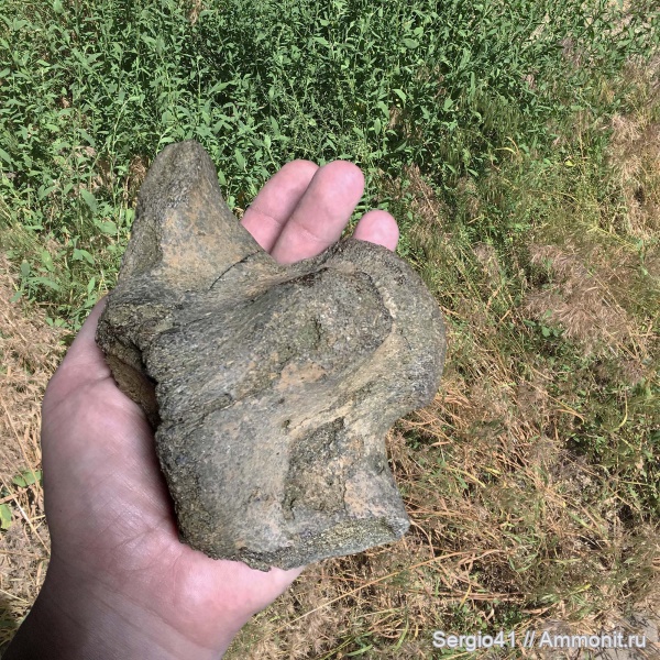 рептилии, мел, мозазавры, маастрихт, позвонки, Mosasauridae, Волгоград, Maastrichtian, Cretaceous