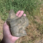 Шейный позвонок Mosasauridae