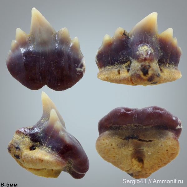 мел, зубы, акулы, маастрихт, Plicatoscyllium, Maastrichtian, Cretaceous