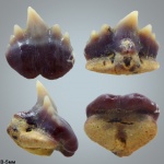 Plicatoscyllium cf. minutum