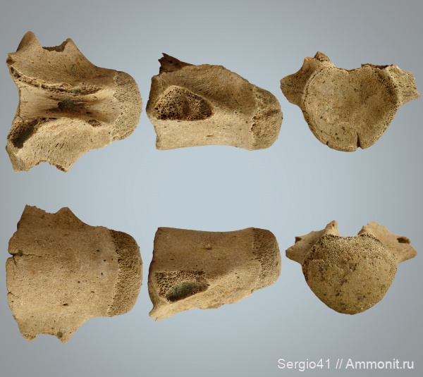 рептилии, мозазавры, маастрихт, позвонки, Mosasaurus, Mosasauridae, Волгоград, Maastrichtian