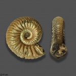 Vertumniceras trapezoidalis (?)
