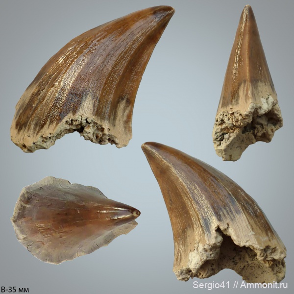 рептилии, мел, зубы, мозазавры, маастрихт, Mosasaurus, Mosasauridae, Волгоград, Maastrichtian, Cretaceous