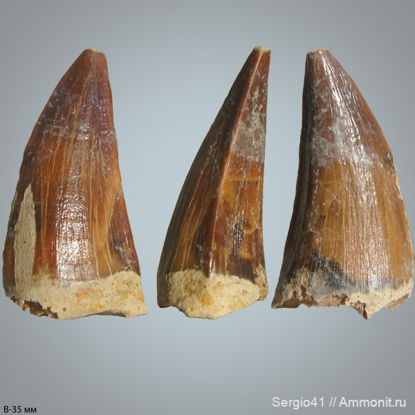 рептилии, мел, зубы, мозазавры, маастрихт, Mosasaurus, Mosasauridae, Волгоград, Maastrichtian, Cretaceous