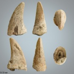 Зуб Mosasaurus sp. (?)