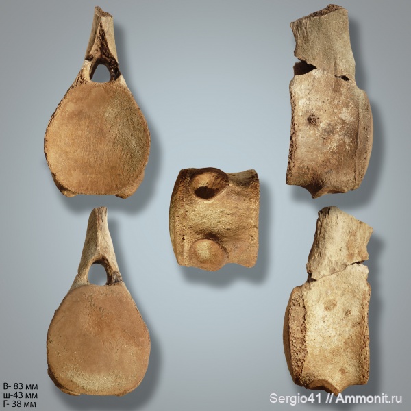 рептилии, мел, зубы, мозазавры, позвонки, кампан, Mosasauridae, Волгоград, Campanian, Cretaceous, vertebra, tylosaurus, Russellosaurina, Tylosaurinae