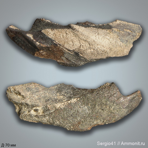 мел, химеры, маастрихт, Ischyodus, Волгоград, Maastrichtian, Cretaceous, Ischyodus rayhaasi