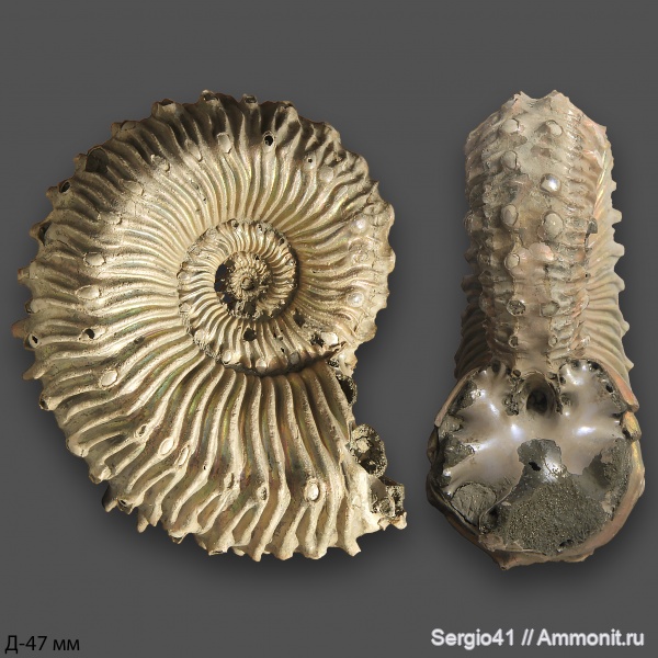 аммониты, юра, Kosmoceras, келловей, Дубки, Kosmoceras spinosum, Callovian, Jurassic