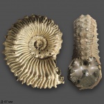Kosmoceras spinosum