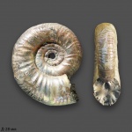 Grossouvria