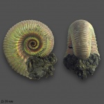 Eboraciceras carinatum