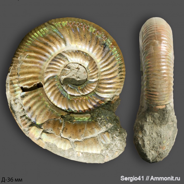 аммониты, юра, келловей, Дубки, Alligaticeras, Callovian, Jurassic