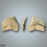 Squalicorax pristodontus