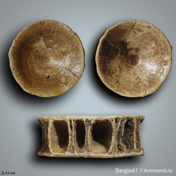 мел, акулы, маастрихт, позвонки, Lamniformes, Волгоград, Maastrichtian, Cretaceous, vertebra