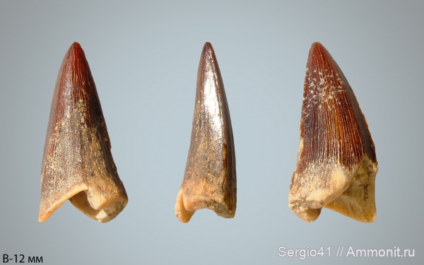 мел, мозазавры, маастрихт, Platecarpus, Mosasauridae, Волгоград, Maastrichtian, Cretaceous