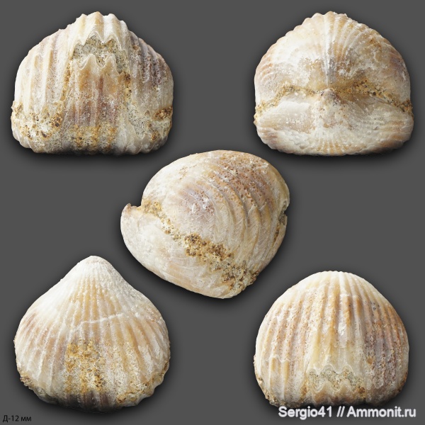 брахиоподы, сеноман, Rhynchonellida, Волгоград, Cenomanian